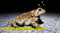 /home//u458753944/public_html/sourcegallery///Roxborough Toad Detour/2013-2019/2016/2016-04-26/20160426_212449.jpg